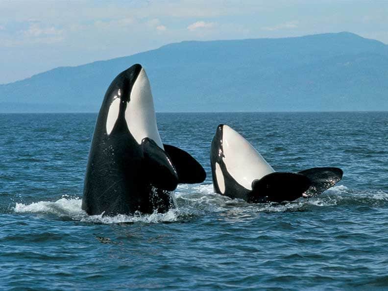 Virgin Adventures Offers Whale Watching Trip Prize All May